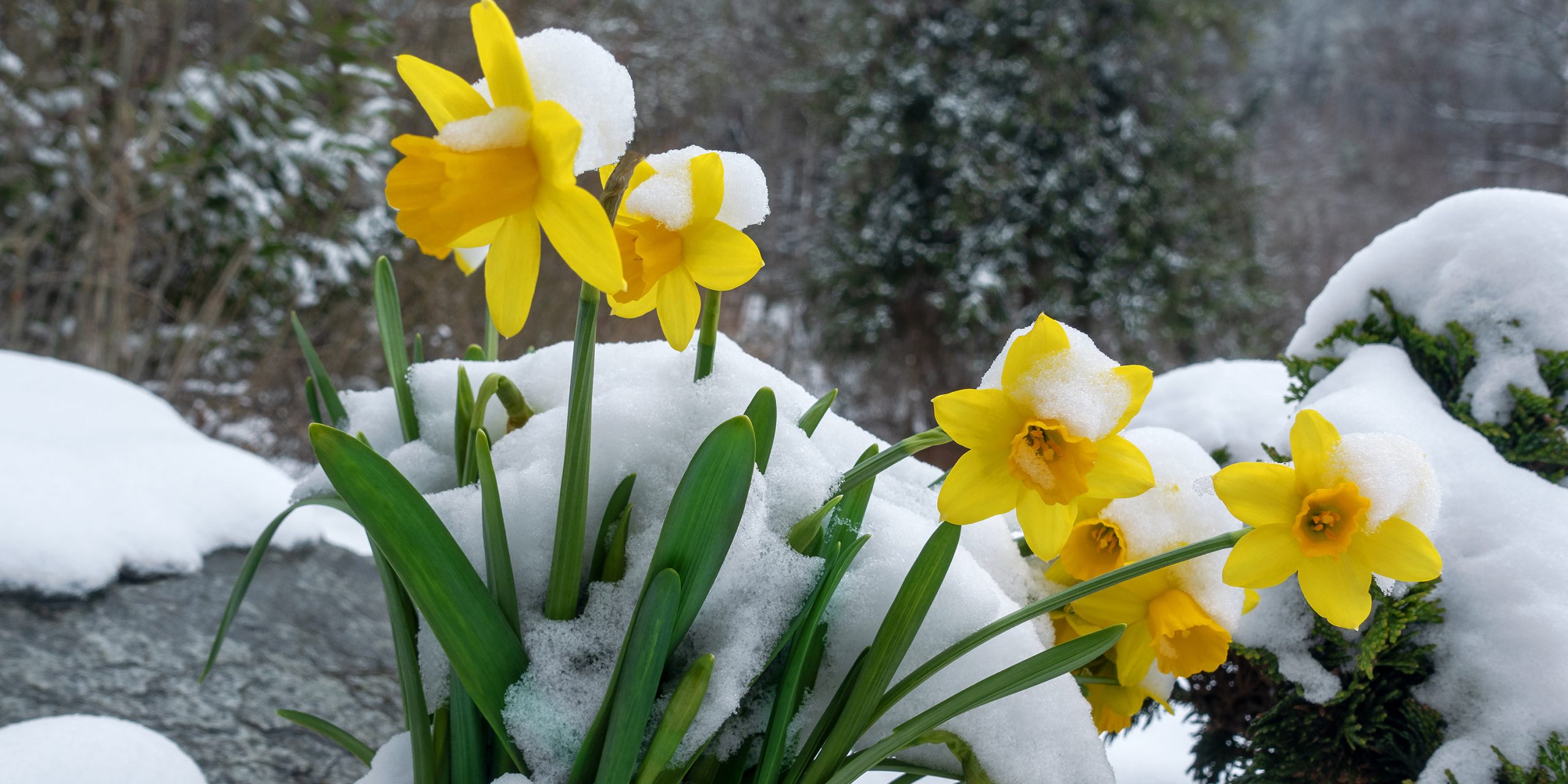 Narzissen im Schnee