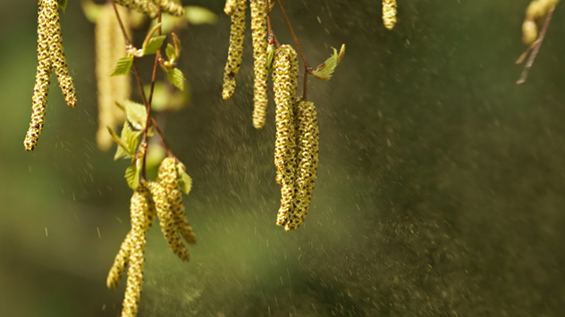 Birkenkätzchen streuen Pollen